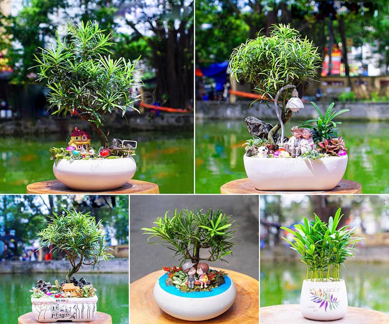 Tùng la hán để bàn - Vườn cây xinh