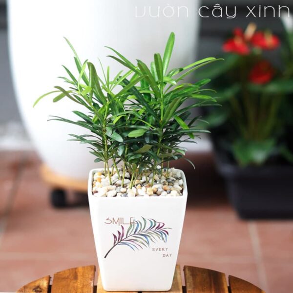 Tùng la hán để bàn | Cây phong thủy - Vườn Cây Xinh
