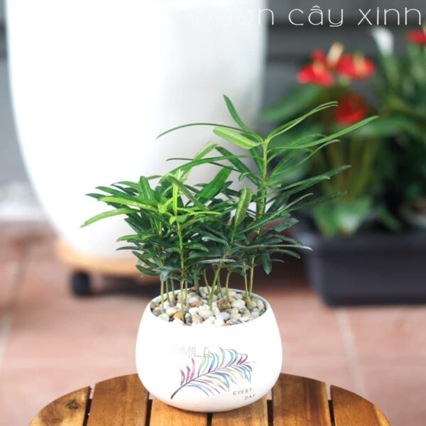 Tùng la hán để bàn | Cây phong thủy - Vườn Cây Xinh