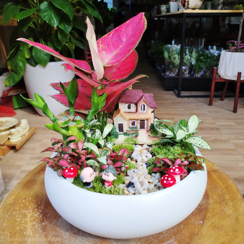 Cây vạn lộc đỏ mini để bàn - Vườn cây xinh