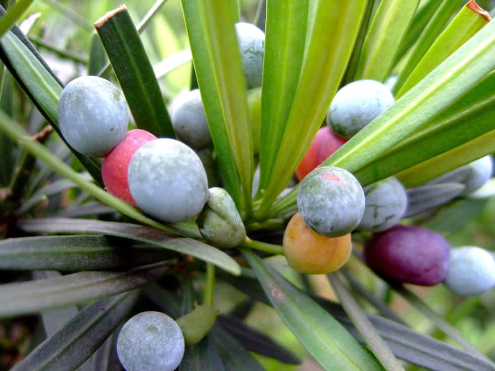 Tùng la hán bị rệp lá - Vườn cây xinh