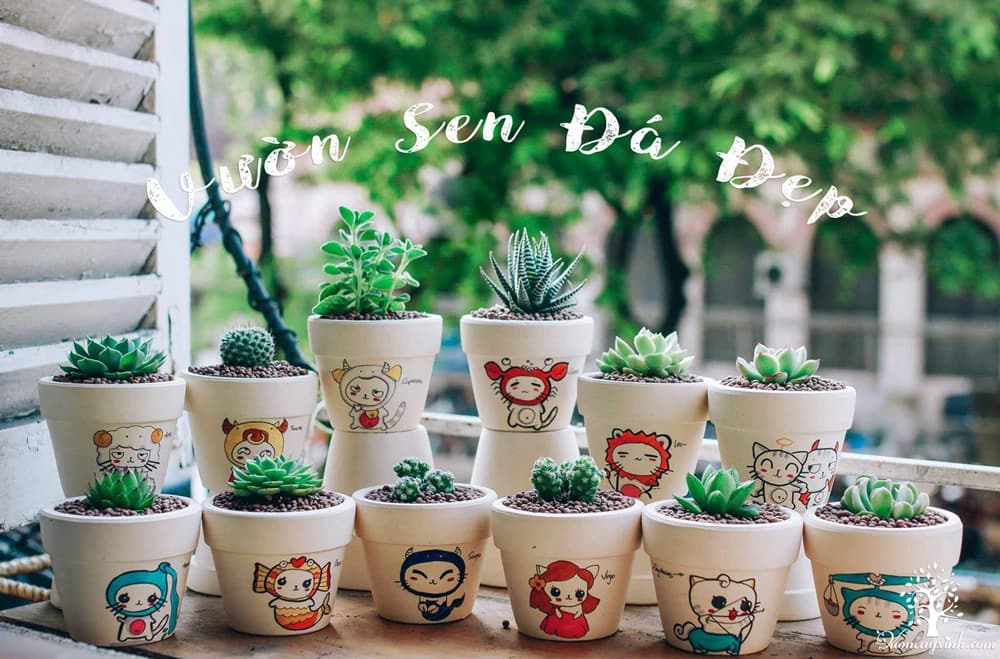 Sen đá - Vườn cây xinh Hà Nội