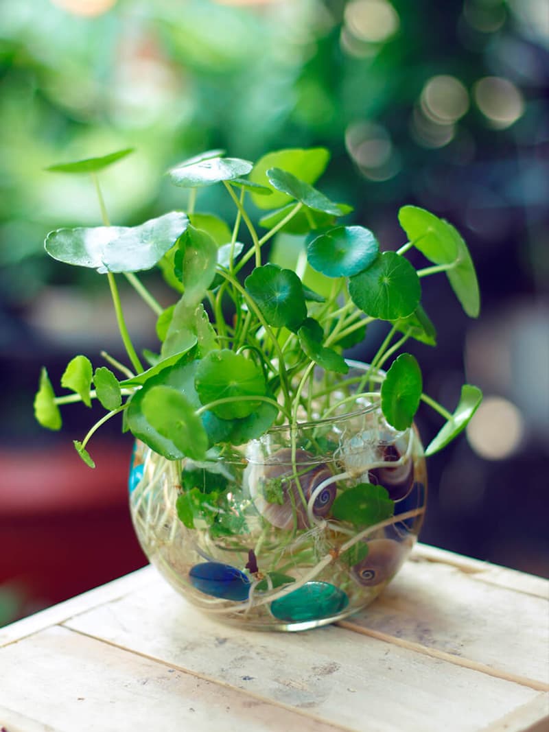 Cỏ đồng tiền thủy sinh - Vườn Cây Xinh