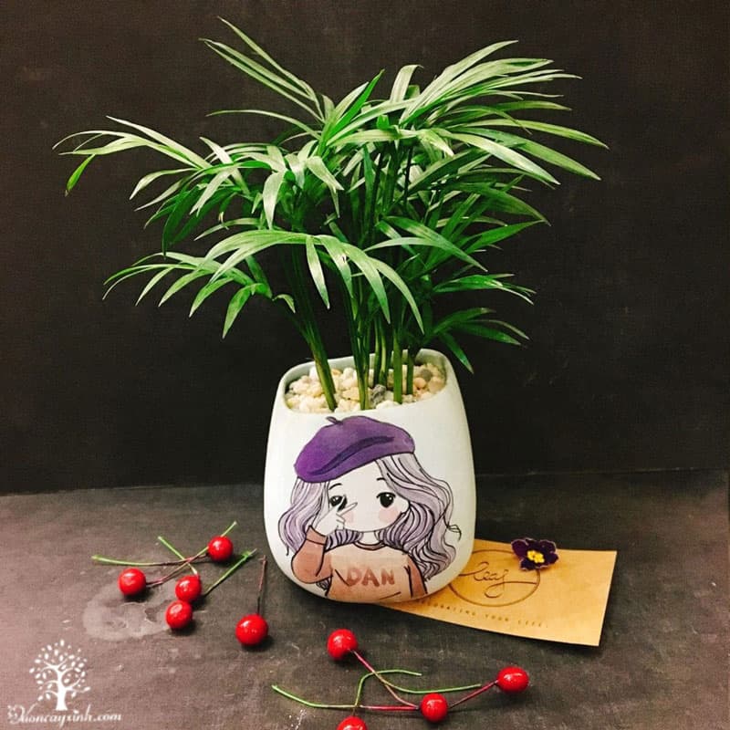 Cây cau tiểu trâm để bàn - Vườn cây xinh