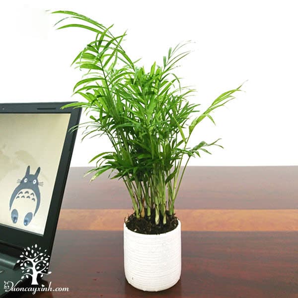 Cây cau tiểu trâm để bàn - Vườn cây xinh
