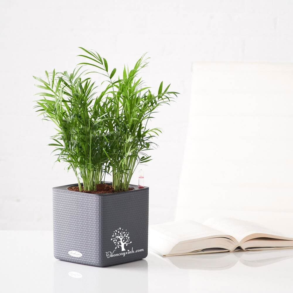 Cây cau tiểu trâm để bàn - Vườn cây xinh