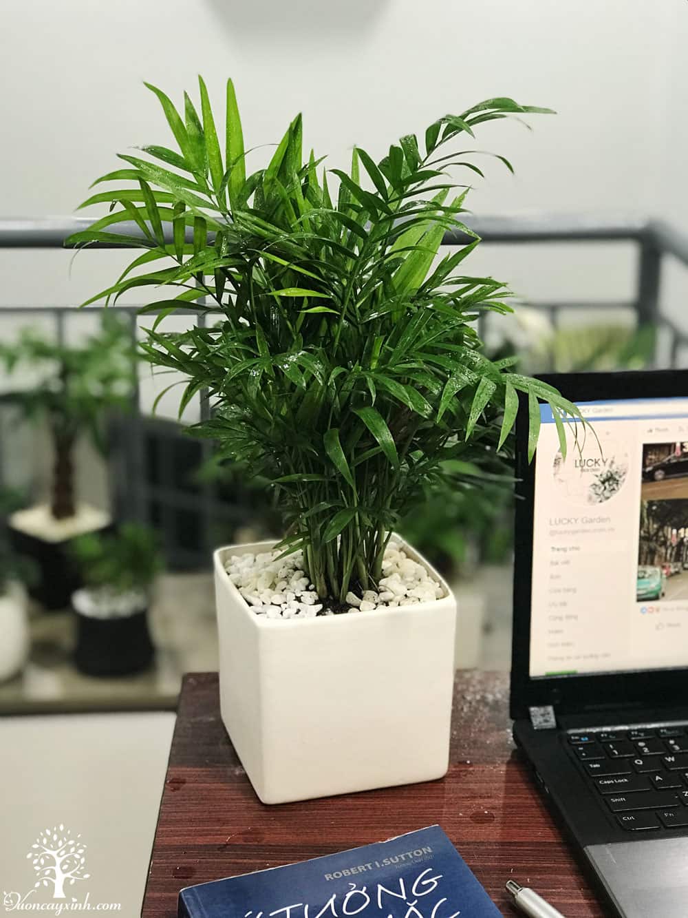 Cây cau tiểu trâm để bàn - Vườn cây xinh