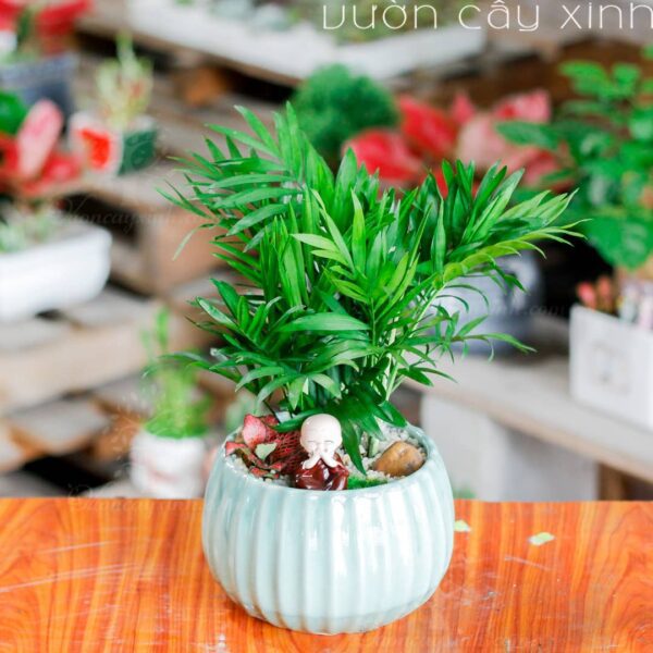 Cây cau tiểu trâm để bàn mini - Vườn cây xinh