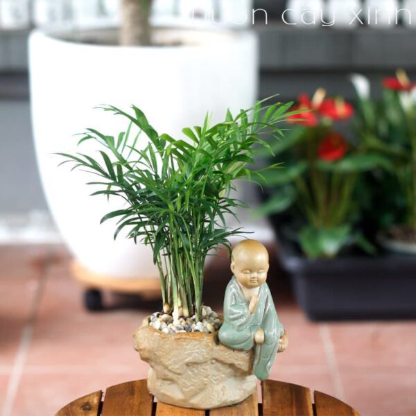Cau tiểu trâm để bàn | Vườn Cây Xinh