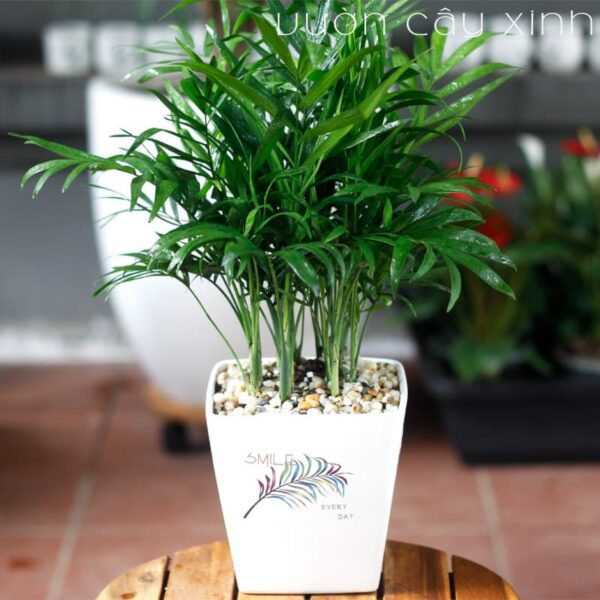 Cau tiểu trâm để bàn | Vườn Cây Xinh