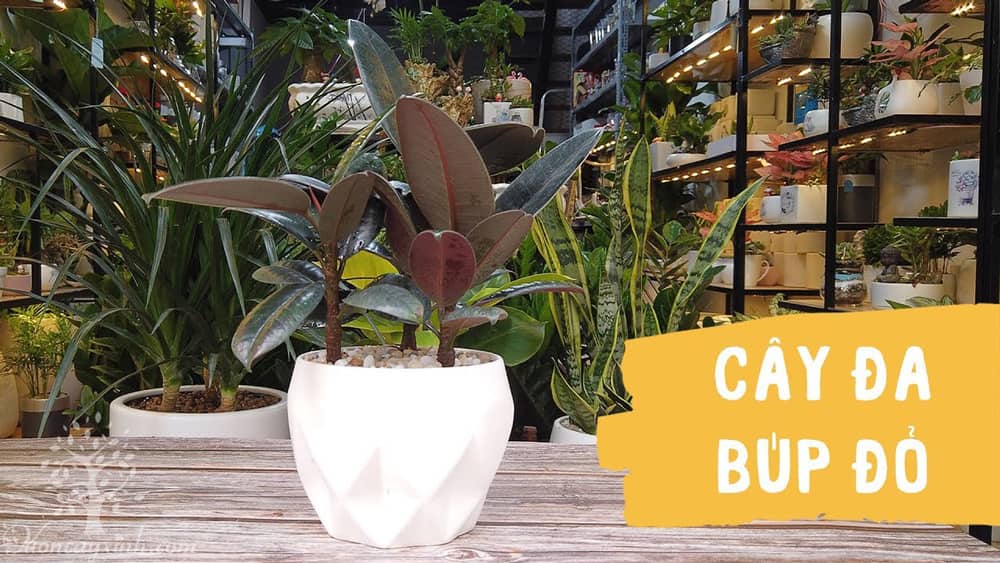 Cây đa búp đỏ để bàn - Vườn cây xinh