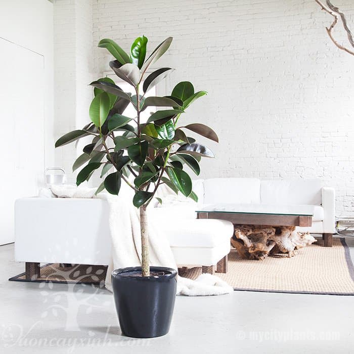 Cây đa búp đỏ để bàn - Vườn cây xinh