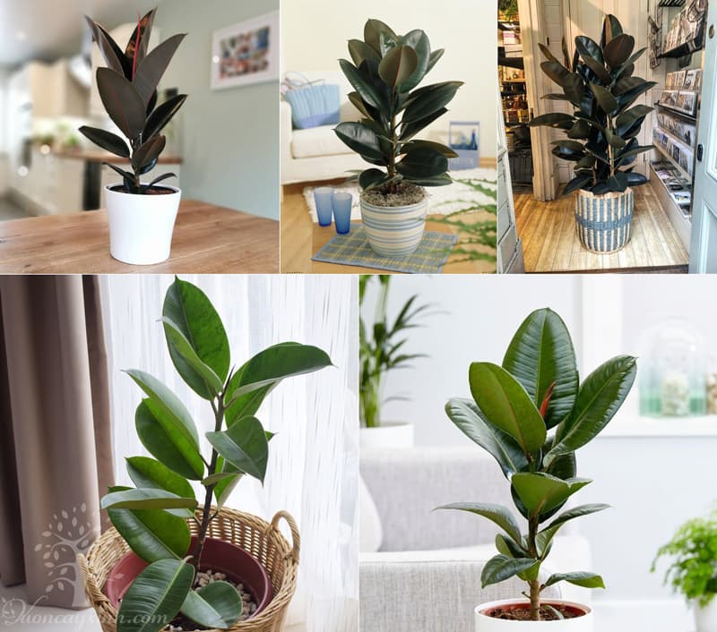 Cây đa búp đỏ để bàn - Vườn cây xinh