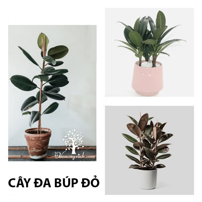 Cây đa búp đỏ để bàn - Vườn cây xinh