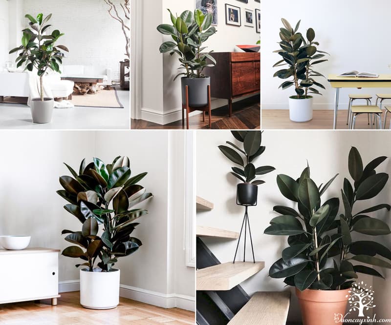 Cây đa búp đỏ để bàn - Vườn cây xinh