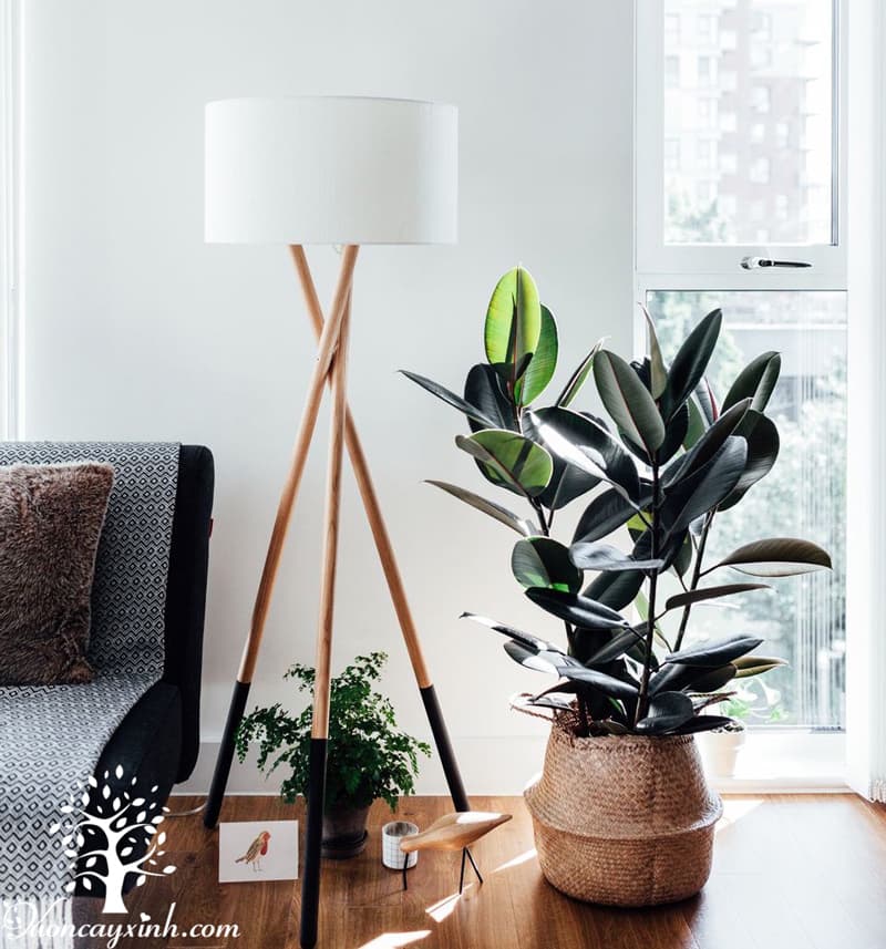 Cây đa búp đỏ để bàn - Vườn cây xinh