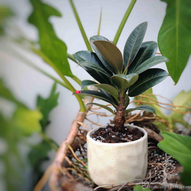 Cây đa búp đỏ để bàn - Vườn cây xinh