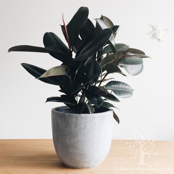 Cây đa búp đỏ để bàn - Vườn cây xinh