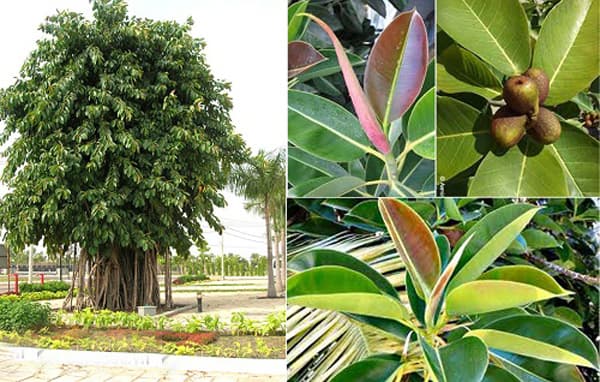 Cây đa búp đỏ - Vườn cây xinh