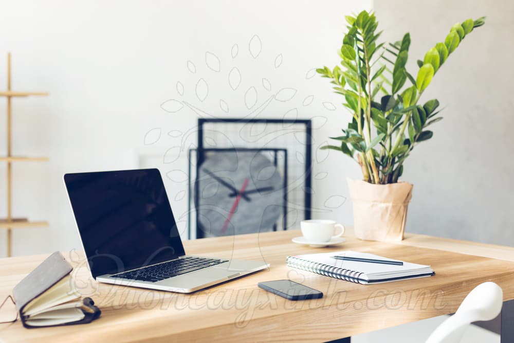 Cây để bàn làm việc theo mệnh - Vườn cây xinh