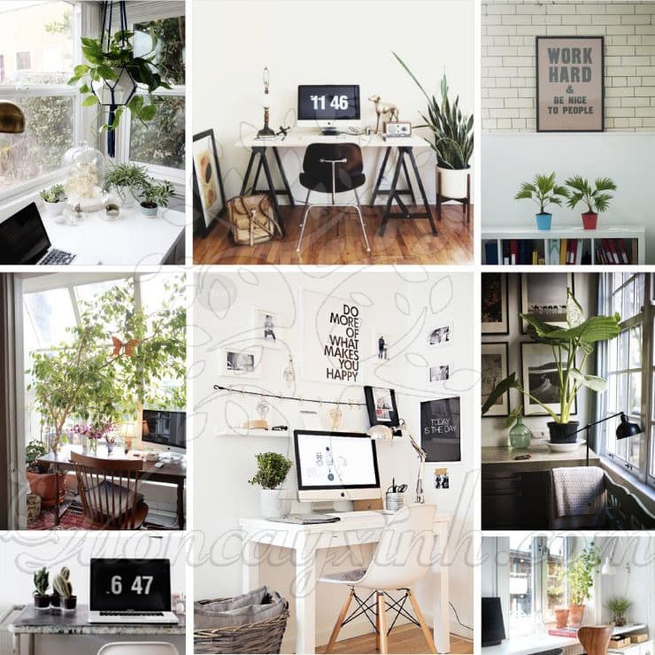 Cây để bàn làm việc theo mệnh - Vườn cây xinh