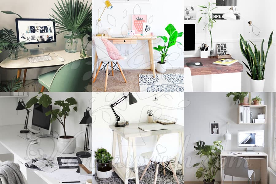 Cây để bàn làm việc theo mệnh - Vườn cây xinh