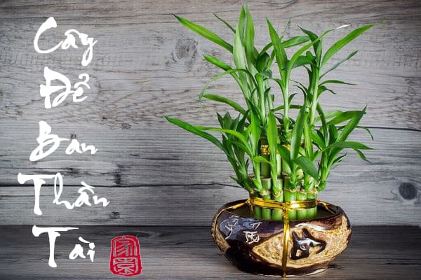 Cây để ban thần tài | Cây để bàn thờ thần tài cho người kinh doanh - Vườn cây xinh