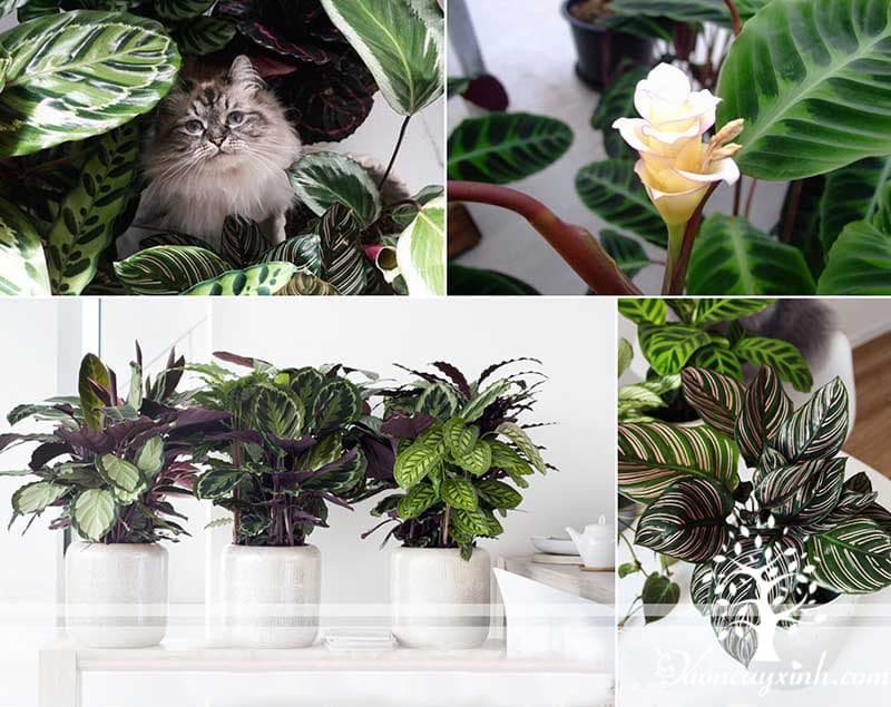 Cây đuôi công tím để bàn - Vườn cây xinh