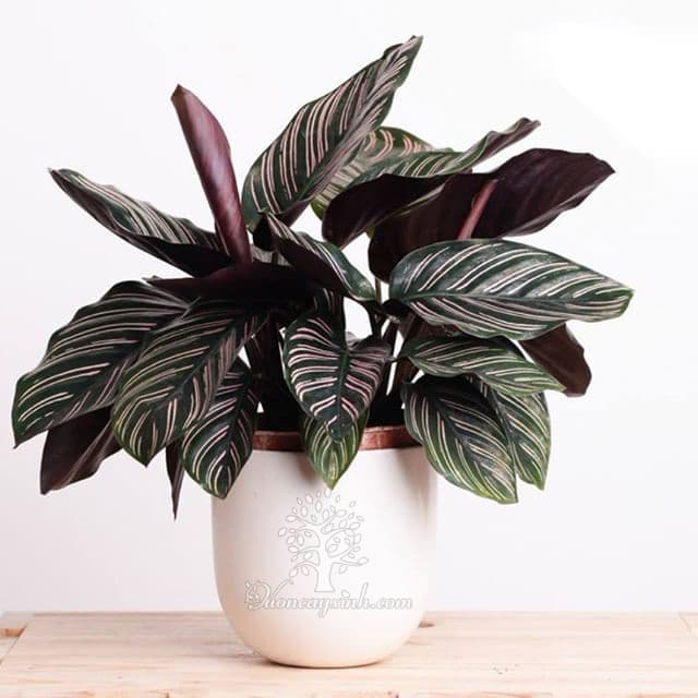 Cây đuôi công tím để bàn - Vườn cây xinh