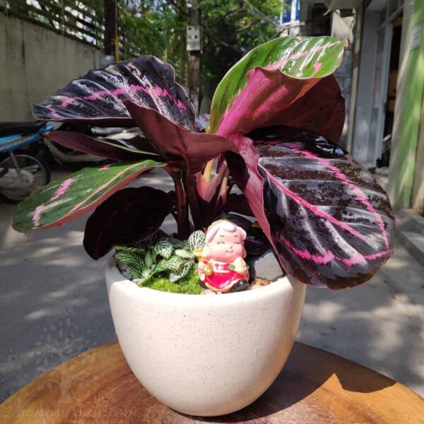 Cây đuôi công tím để bàn - Vườn cây xinh