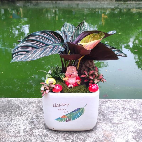 Cây đuôi công tím để bàn - Vườn cây xinh