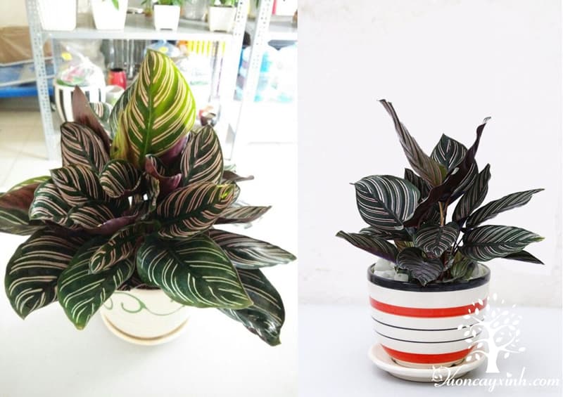 Cây đuôi công tím để bàn - Vườn cây xinh