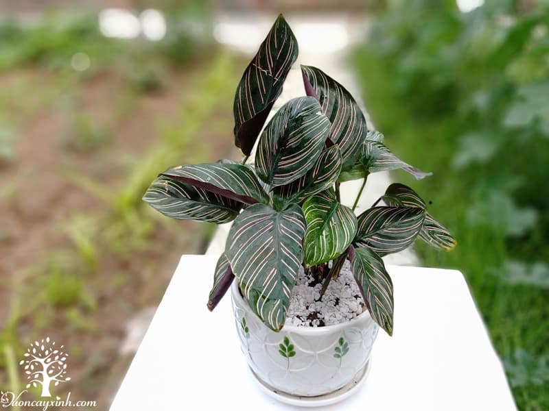 Cây đuôi công tím để bàn - Vườn cây xinh