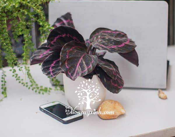 Cây đuôi công tím để bàn - Vườn cây xinh