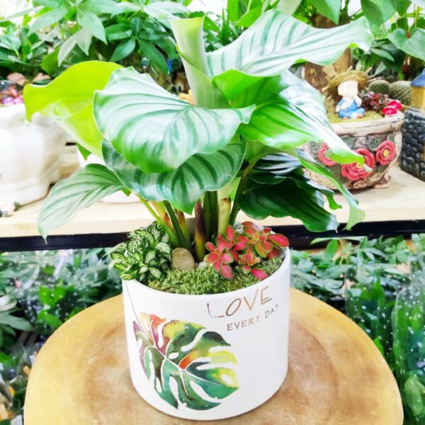 Cây đuôi công xanh để bàn - Vườn cây xinh