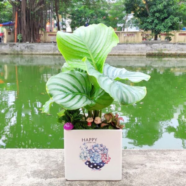 Cây đuôi công xanh để bàn - Vườn cây xinh