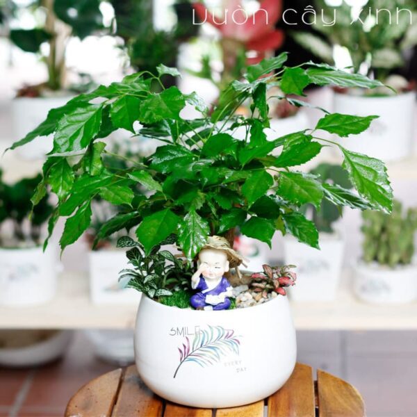 cây hạnh phúc để bàn - Vườn Cây Xinh