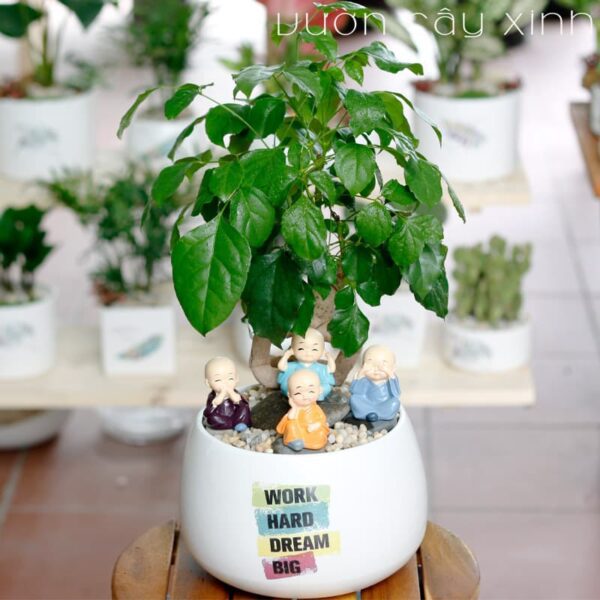 cây hạnh phúc để bàn - Vườn Cây Xinh