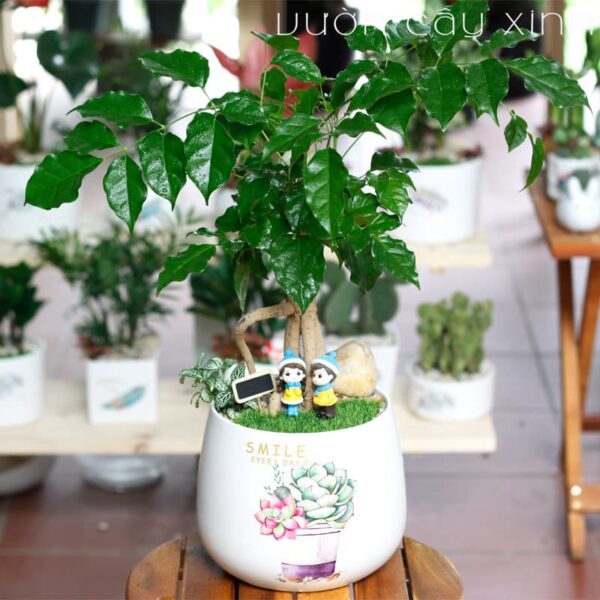 cây hạnh phúc để bàn - Vườn Cây Xinh