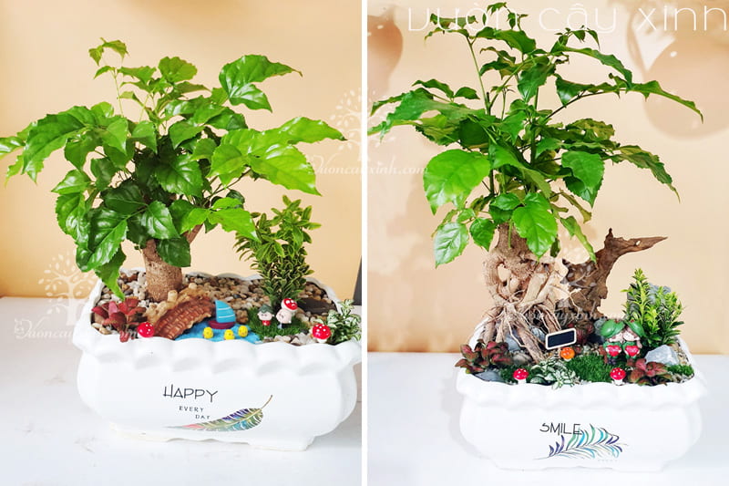 cây hạnh phúc để bàn - Vườn Cây Xinh