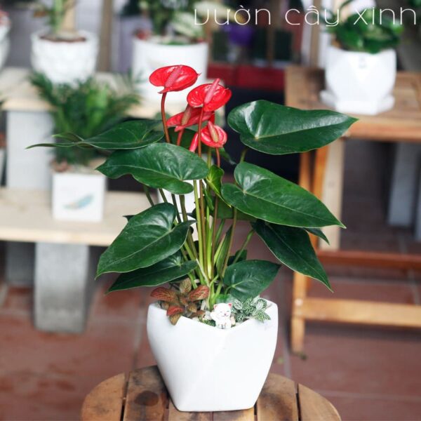cây hồng môn để bàn - Vườn Cây Xinh