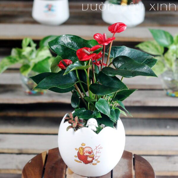 cây hồng môn để bàn - Vườn Cây Xinh