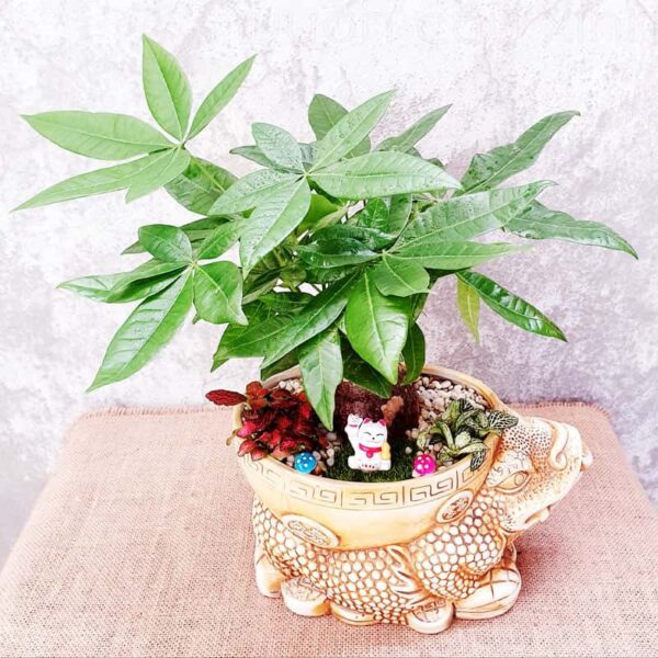 Cây kim ngân để bàn làm việc | Cây để ban thần tài