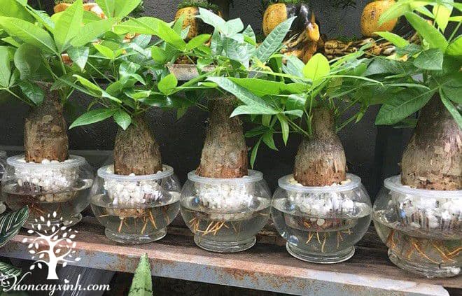 Cây kim ngân thủy sinh để bàn - Vườn cây xinh
