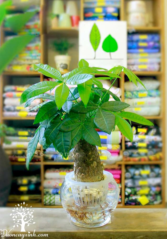 Cây kim ngân thủy sinh để bàn - Vườn cây xinh