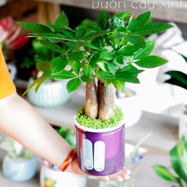 Cây kim ngân thủy sinh để bàn - Vườn cây xinh