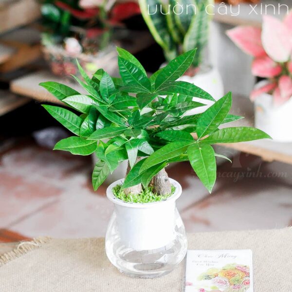 Cây kim ngân thủy sinh để bàn - Vườn cây xinh