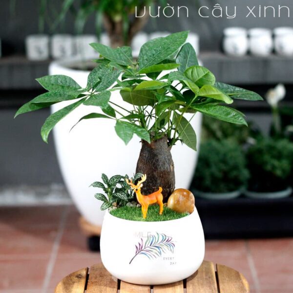 Cây kim ngân để bàn làm việc - Cây Phong Thủy để bàn