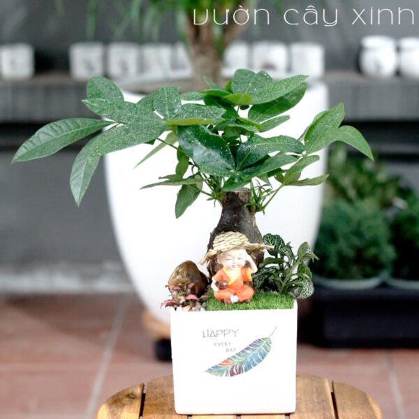 Cây kim ngân để bàn làm việc - Cây Phong Thủy để bàn