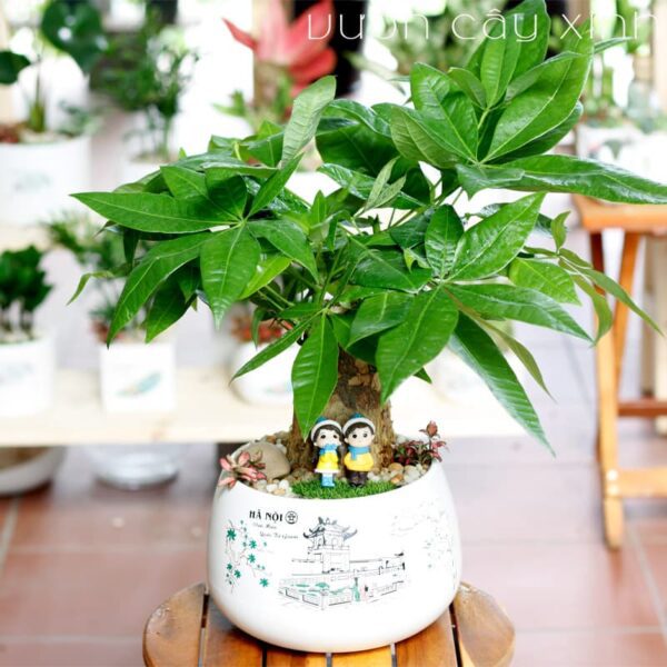 Cây kim ngân để bàn làm việc - Cây Phong Thủy để bàn